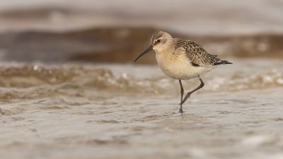 Spovsnppa [Curlew Sandpiper] 0L4A4416.jpg