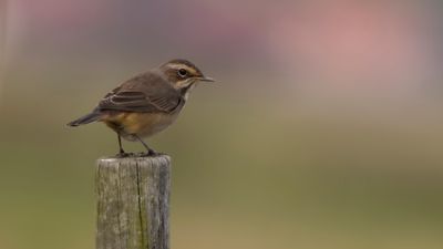 Blhake [Bluethroat] 0L4A5228.jpg