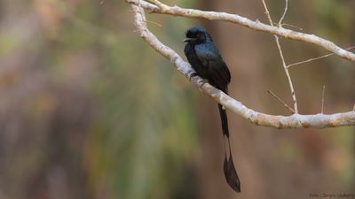 Strre vimpeldrongo [Greated racket-tailed drongo] IMGL9568.jpg