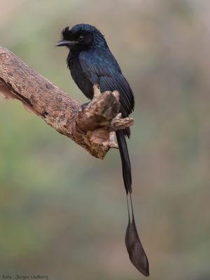 Strre vimpeldrongo [Greated racket-tailed drongo] IMGL9569.jpg