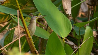 Kinesisk dvrgrrdrom [Yellow bittern] IMGL9690.jpg
