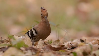 Hrfgel [Eurasian hoopoe] IMGL9735.jpg