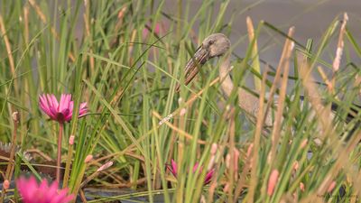 Asiatisk gapnbbsstork [Asian openbill] IMGL0023.jpg