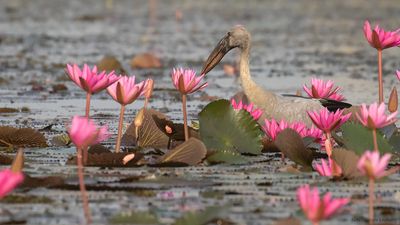 Asiatisk gapnbbsstork [Asian openbill] IMGL0046.jpg