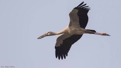 Asiatisk gapnbbsstork [Asian openbill] IMGL0055.jpg