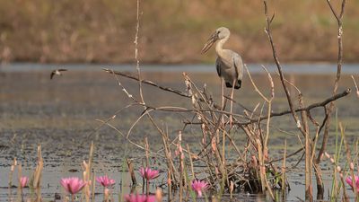 Asiatisk gapnbbsstork [Asian openbill] IMGL0059.jpg