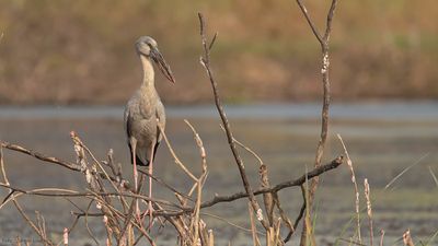 Asiatisk gapnbbsstork [Asian openbill] IMGL0060.jpg