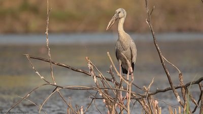Asiatisk gapnbbsstork [Asian openbill] IMGL0061.jpg