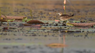 Fasanjacana [Pheasant-tailed jacana] IMGL0073.jpg