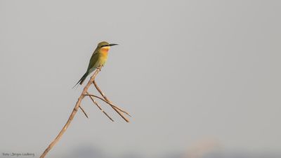 Blstjrtad bitare [Blue-tailed bee-eater] IMGL0141.jpg