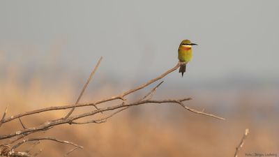 Blstjrtad bitare [Blue-tailed bee-eater] IMGL0144.jpg