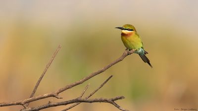 Blstjrtad bitare [Blue-tailed bee-eater] IMGL0167.jpg