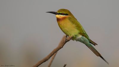 Blstjrtad bitare [Blue-tailed bee-eater] IMGL0179.jpg