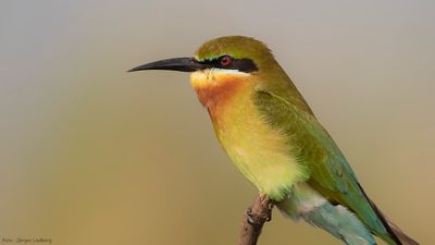 Blstjrtad bitare [Blue-tailed bee-eater] IMGL0189.jpg