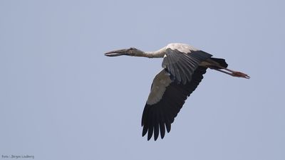 Asiatisk gapnbbsstork [Asian openbill] IMGL0242.jpg