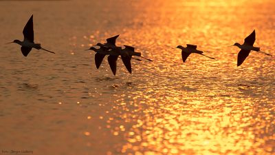 Styltlpare [Black-winged stilt] IMGL9807.jpg