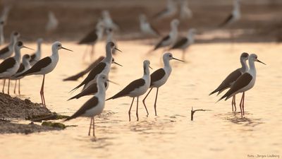 Styltlpare [Black-winged stilt] IMGL9817.jpg