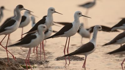 Styltlpare [Black-winged stilt] IMGL9825.jpg