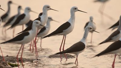 Styltlpare [Black-winged stilt] IMGL9826.jpg