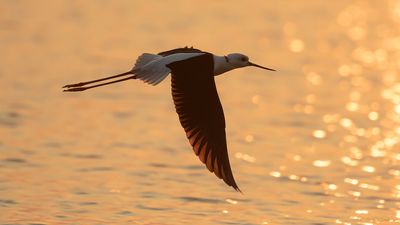 Styltlpare [Black-winged stilt] IMGL9838.jpg