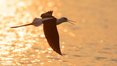 Styltlpare [Black-winged stilt] IMGL9840.jpg