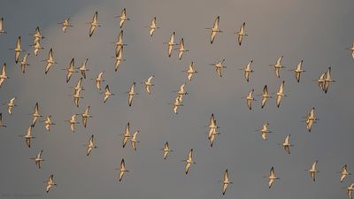 Orientvisseland [Lesser whistling-duck] IMGL9879.jpg