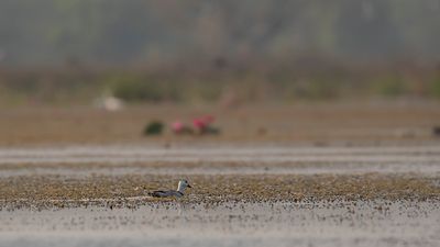 Orientvisseland [Lesser whistling-duck] IMGL9921.jpg