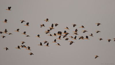 Orientvisseland [Lesser whistling-duck] IMGL9939.jpg