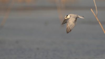 Skggtrna [Whiskered tern] IMGL9947.jpg