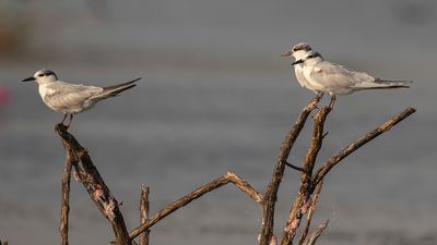 Skggtrna [Whiskered tern] IMGL9977.jpg