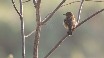 Svart buskskvtta [Pied bushcat] IMGL0653.jpg