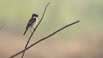 Amurbuskskvtta [Common stonechat] IMGL0694.jpg