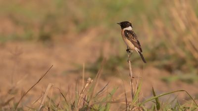 Amurbuskskvtta [Common stonechat] IMGL0704.jpg