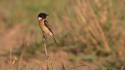 Amurbuskskvtta [Common stonechat] IMGL0711.jpg