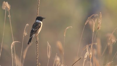 Amurbuskskvtta [Common stonechat] IMGL0726.jpg