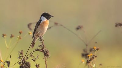 Amurbuskskvtta [Common stonechat] IMGL0733.jpg
