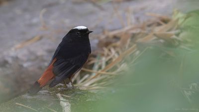 Strmrdstjrt [White-capped water-redstart] IMGL0879.jpg