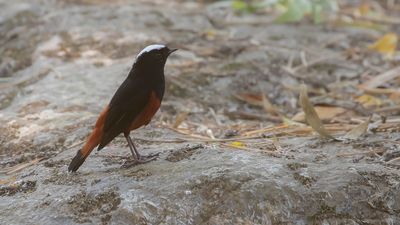 Strmrdstjrt [White-capped water-redstart] IMGL0897.jpg