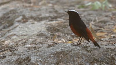 Strmrdstjrt [White-capped water-redstart] IMGL0933.jpg