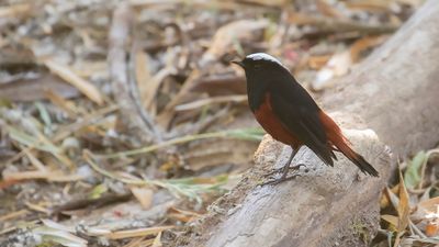 Strmrdstjrt [White-capped water-redstart] IMGL0961.jpg