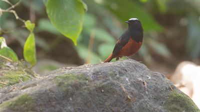 Strmrdstjrt [White-capped water-redstart] IMGL1011.jpg