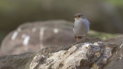 Forsrdstjrt [Plumbeous water-redstart] IMGL1043.jpg