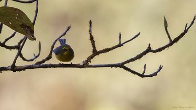 Gulbukig feflugsnappare [Yellow-bellied fairy fantail] IMGL1170.jpg