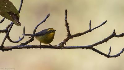 Gulbukig feflugsnappare [Yellow-bellied fairy fantail] IMGL1174.jpg