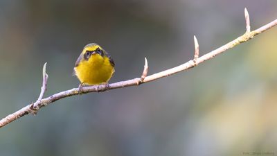 Gulbukig feflugsnappare [Yellow-bellied fairy fantail] IMGL1241.jpg