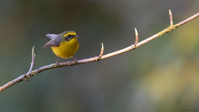 Gulbukig feflugsnappare [Yellow-bellied fairy fantail] IMGL1249.jpg