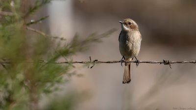 Gr buskskvtta [Grey bushchat] IMGL1328.jpg