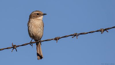 Gr buskskvtta [Grey bushchat] IMGL1333.jpg