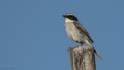 Gr buskskvtta [Grey bushchat] IMGL1340.jpg