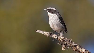 Gr buskskvtta [Grey bushchat] IMGL1353.jpg